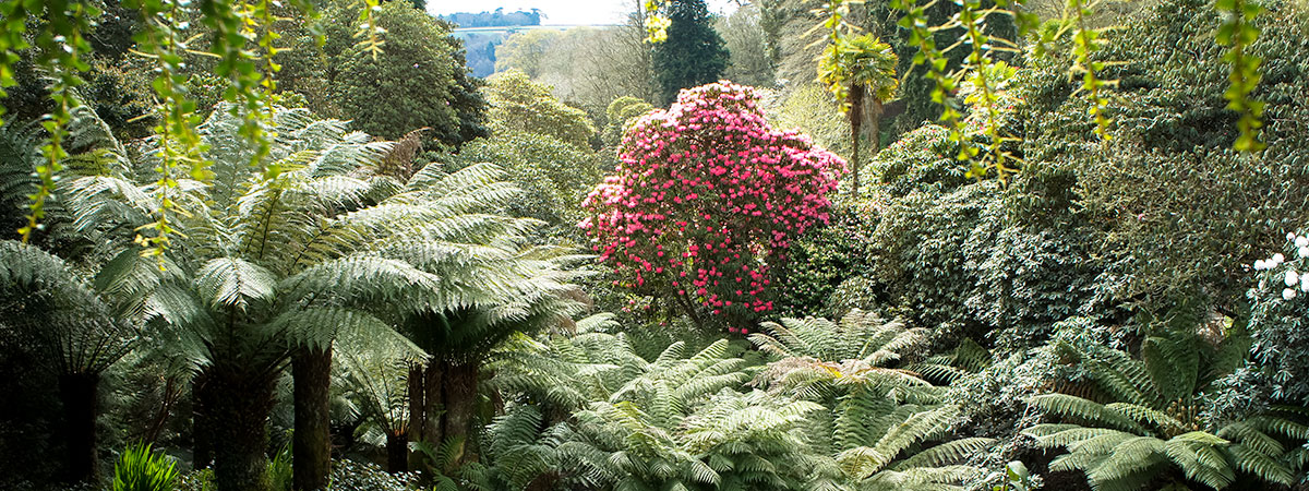 trebah-gardens